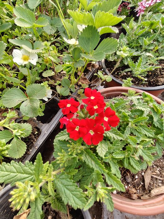 Продавам различни видове цветя