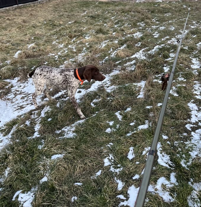 Brac german  cu par scurt