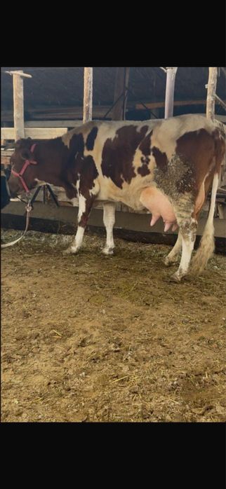 Сиырлар сатылады