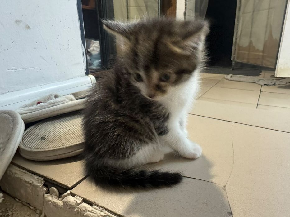Котёнок почти даром