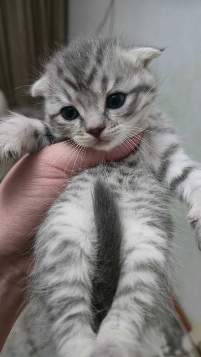 Продаются котята