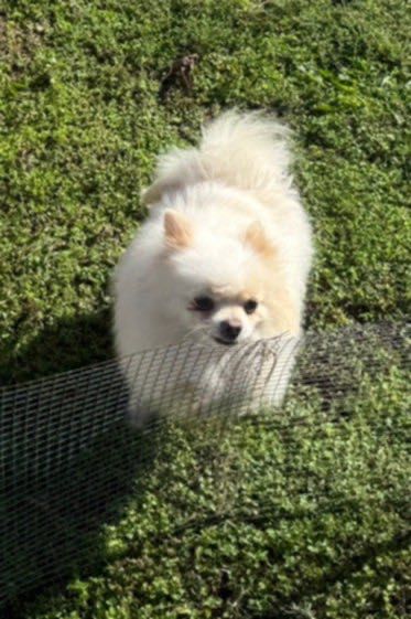 Померанче 4 месеца