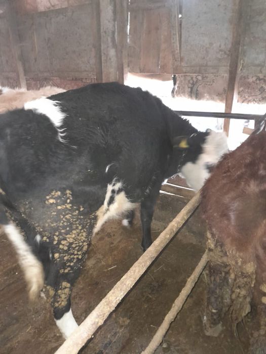 Продаётся  мясной