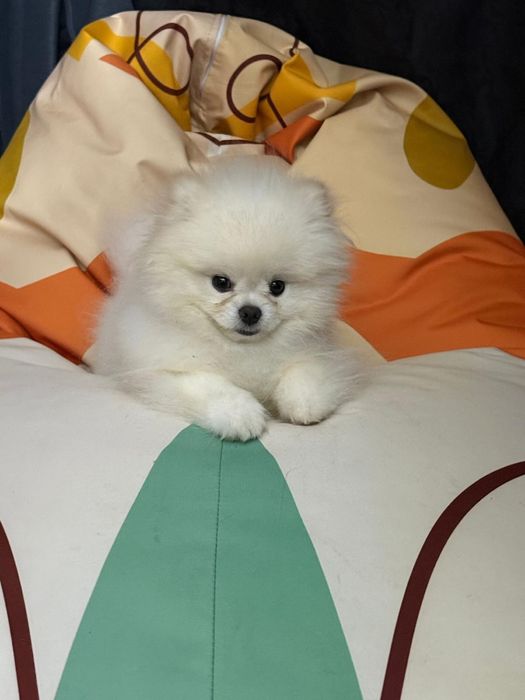 Pomeranian alb de vanzare - rasa pura, pedigree inclus
