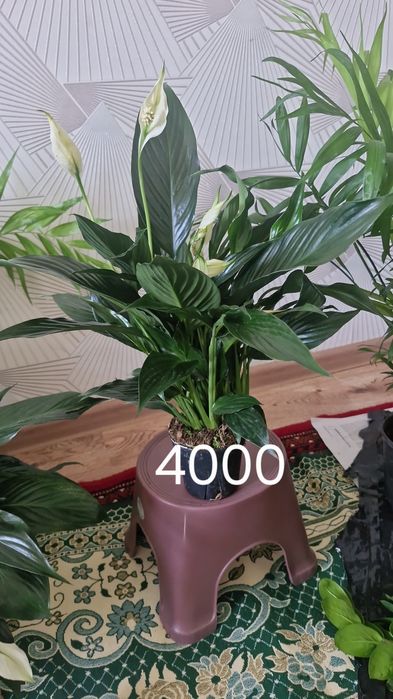Домашние цветы из разных сортов