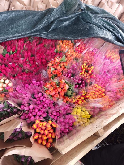 Тюльпаны оптом, разных размеров и расцветок