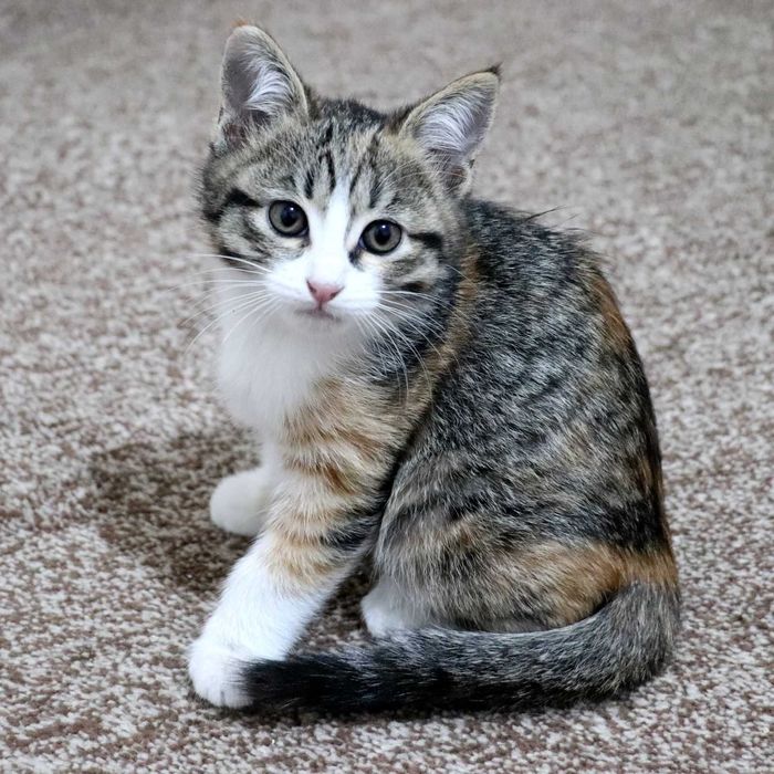 Отдам в хорошие руки котят, 2 девочки, 2 мальчика