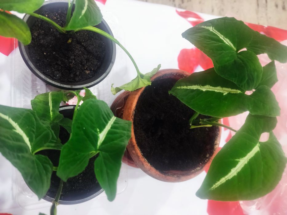 продам комнатные цветы