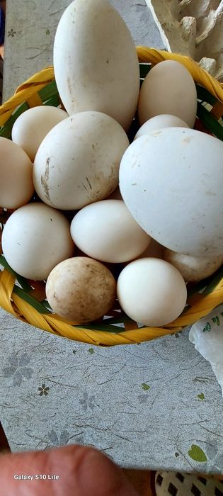 Vând, oua ,gâște, rate,,găini