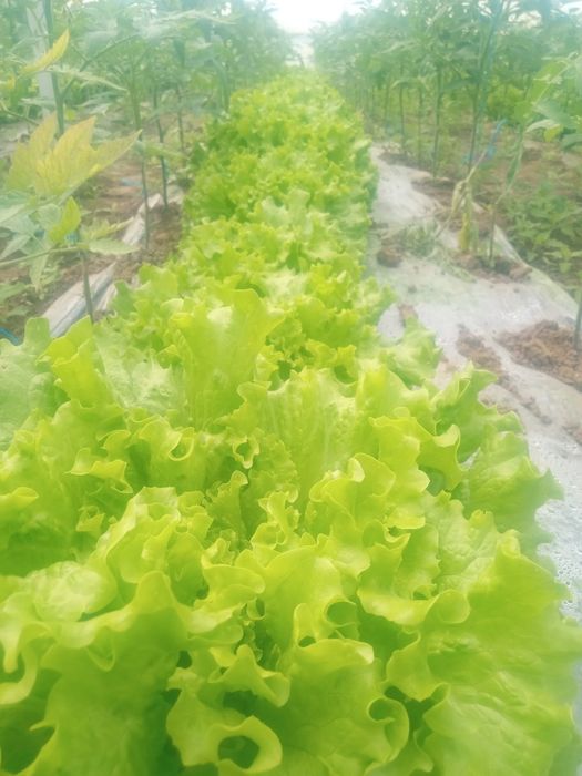 Salată creată de vânzare