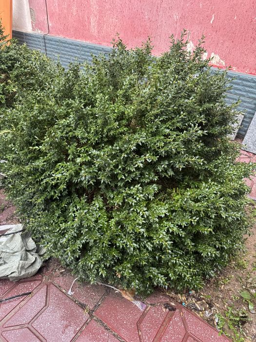 самшит вечнозелёный