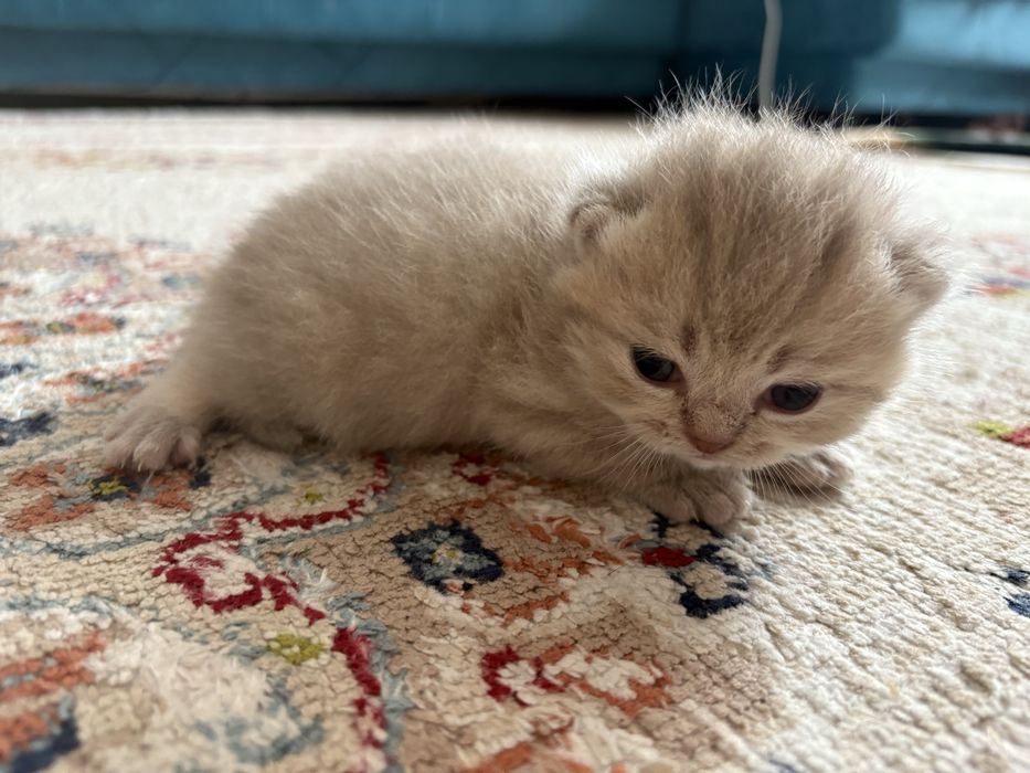 в бронь чисто кровные британские