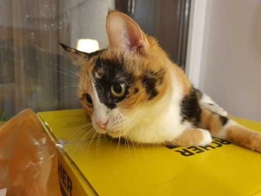 Отдам в хорошие руки. Даром.