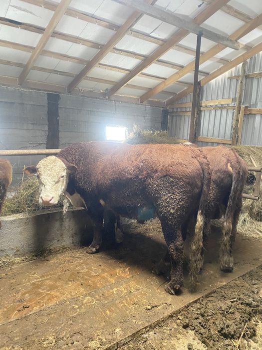 Букалар сатылады бык быки