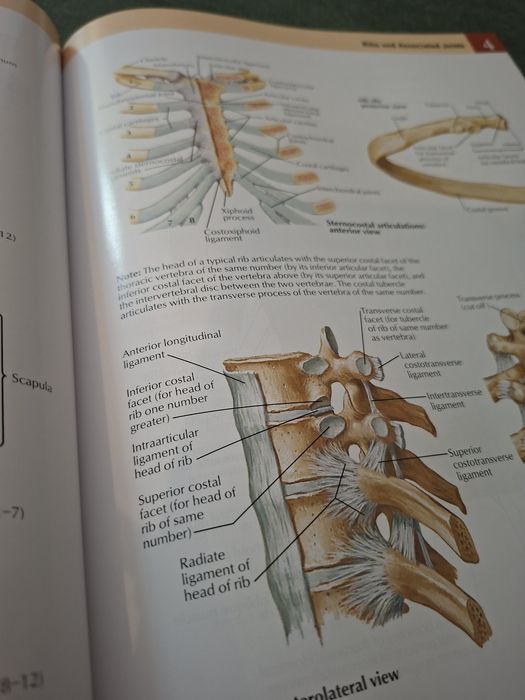 Netter-Atlas of Human Anatomy-editia 7