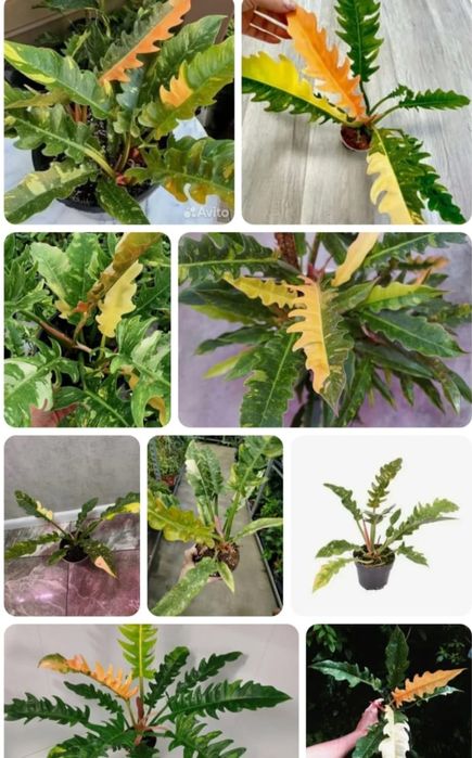 Филодендрон Ring of Fire