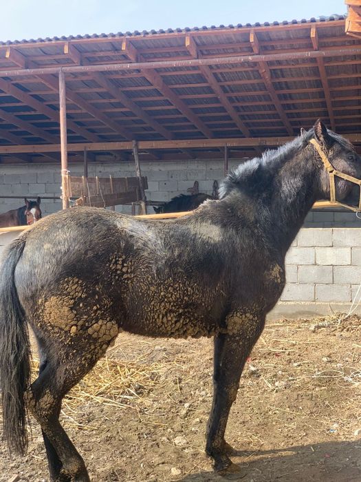 Продам жеребца жорга инаход