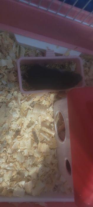 Хомяки сирийские