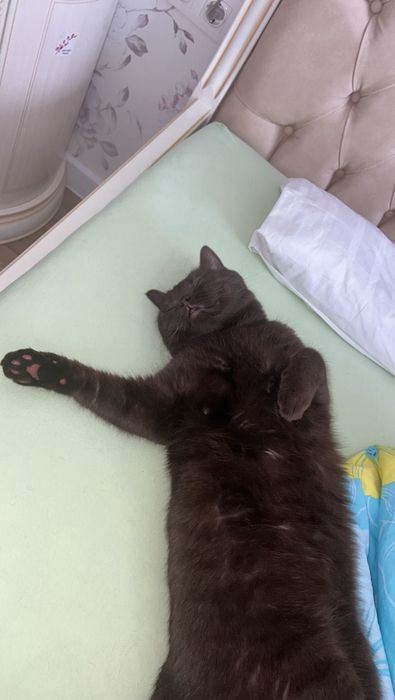 Кот Британец, ищет подругу для вязки.