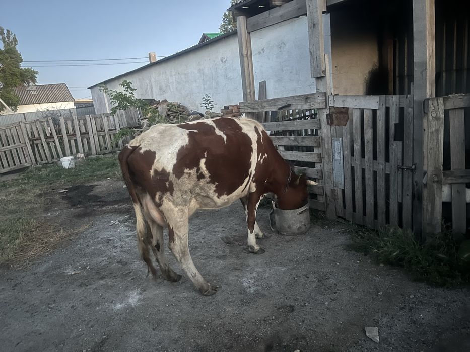 Бұзаулы Сиыр/ корова