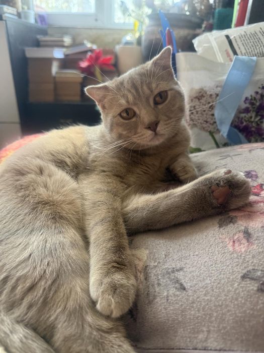 Породисти котета