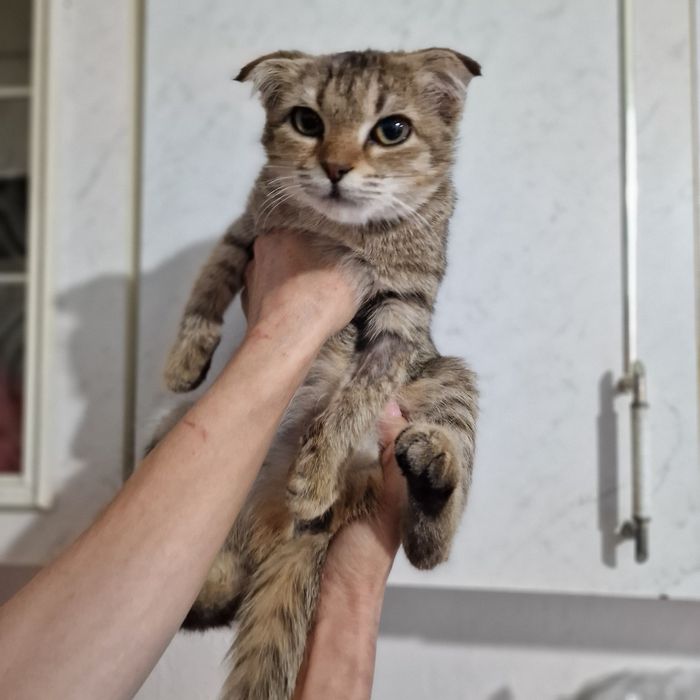 Вислоушка малышка Ласка