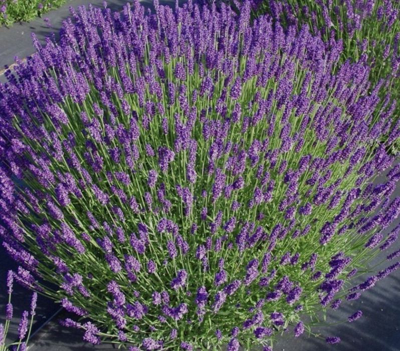 Лаванда узколистная 15000