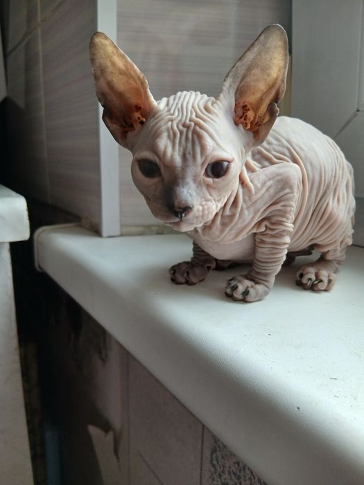 Продам милых котят.