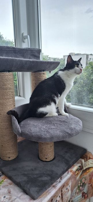 Mica pisica cauta familie pe bune