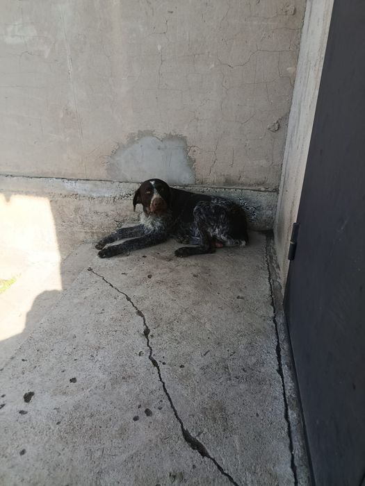 Асалаумагалеикум продам