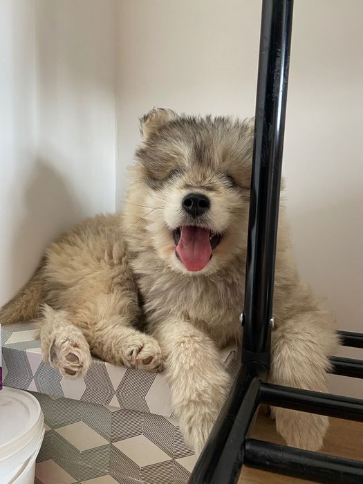 Отдам щеночка читать внимательно