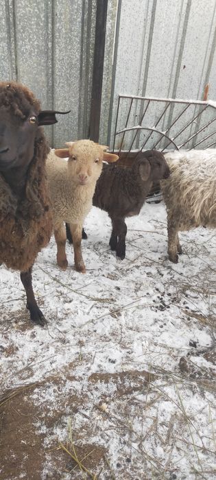 Продам двух ягнят мальчики сено корм едят