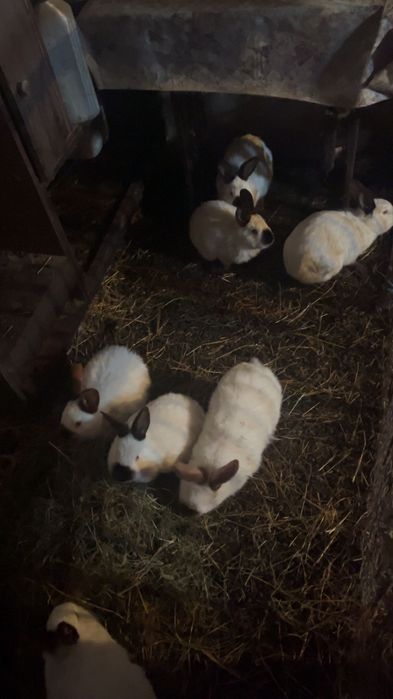 vând iepuri californian!