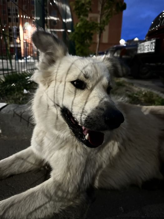 ИЩУ ДОМ для прекрасной собаки