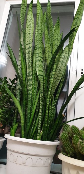 Дом цветы/ срочно