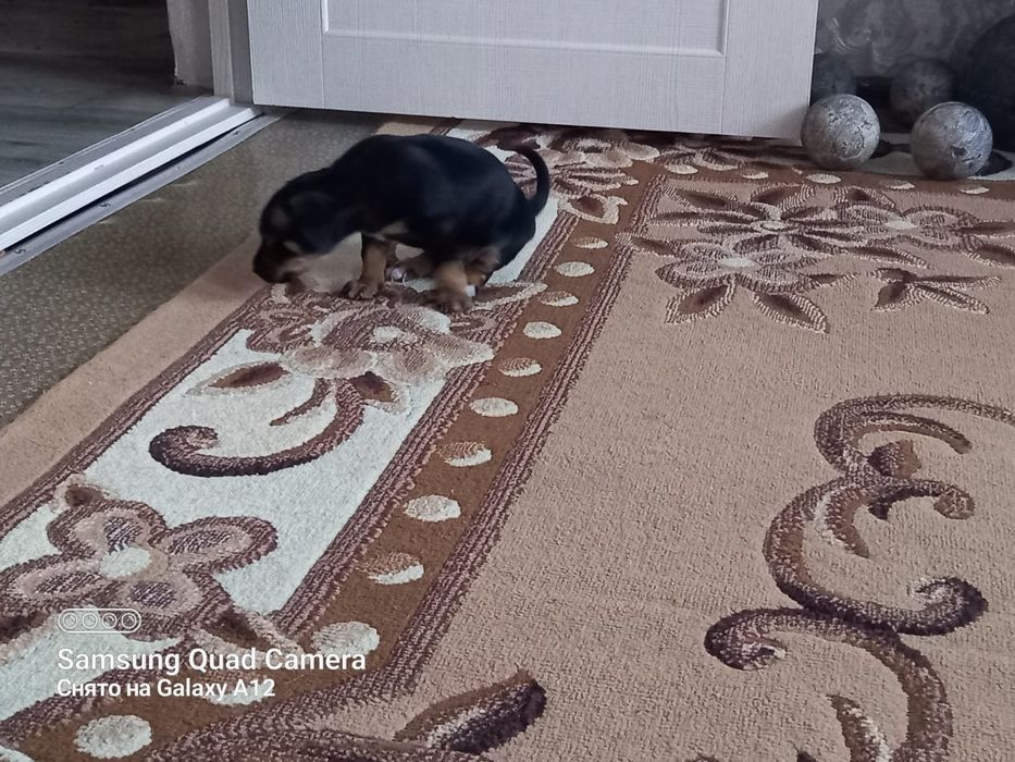 Отдам щенка в добрые руки