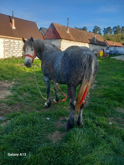 Iapa de vnzare județul Sibiu rusciori