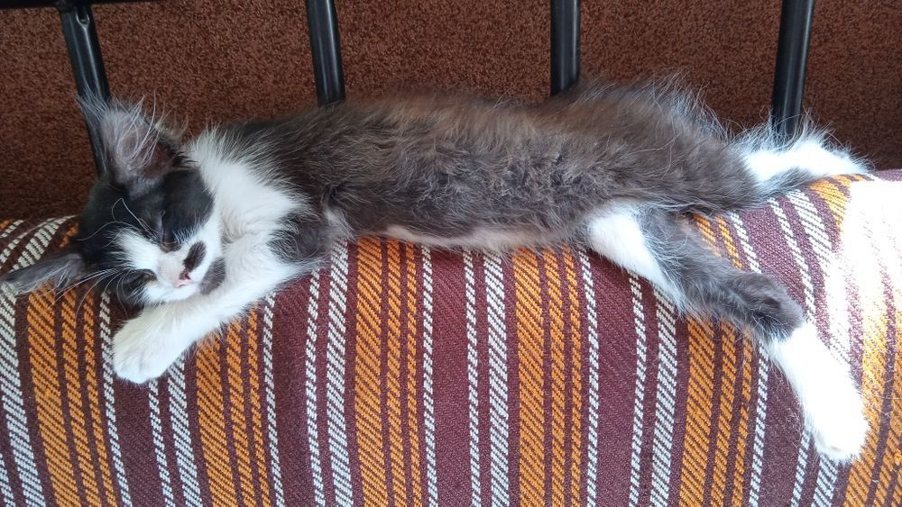 Продам котенка 3 месяца