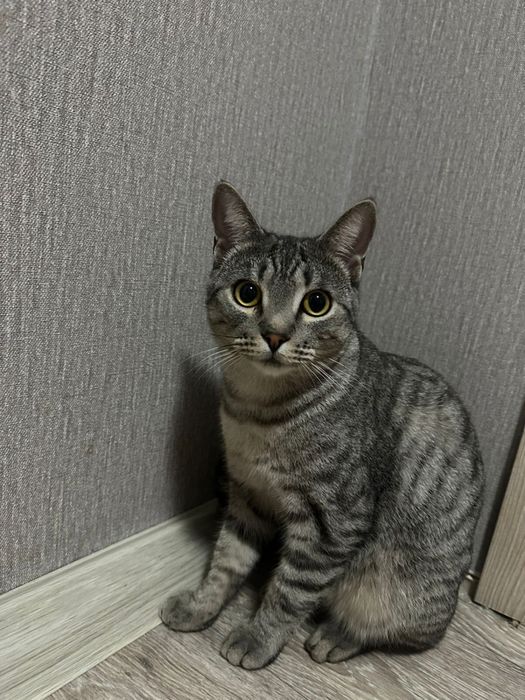 Отдам в добрые руки !