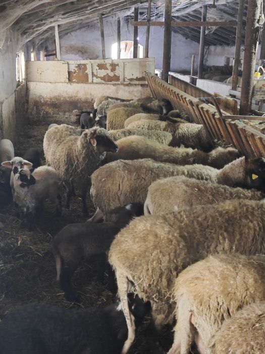 Vând 70 de oi cu mieii lângă ele