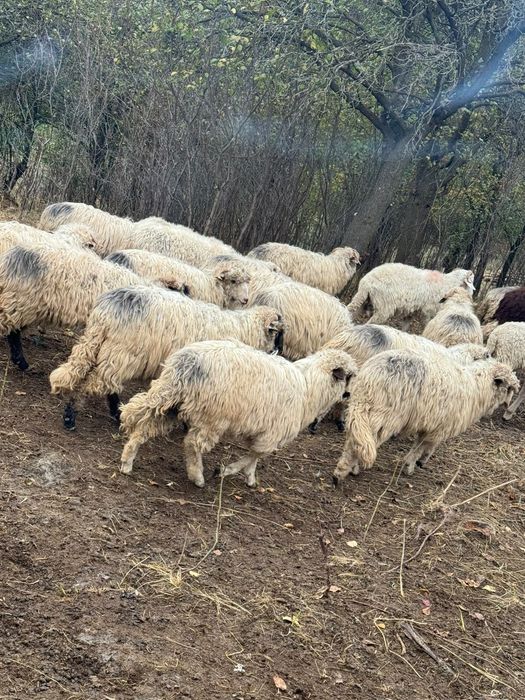 Vând 40 de miei Turcani