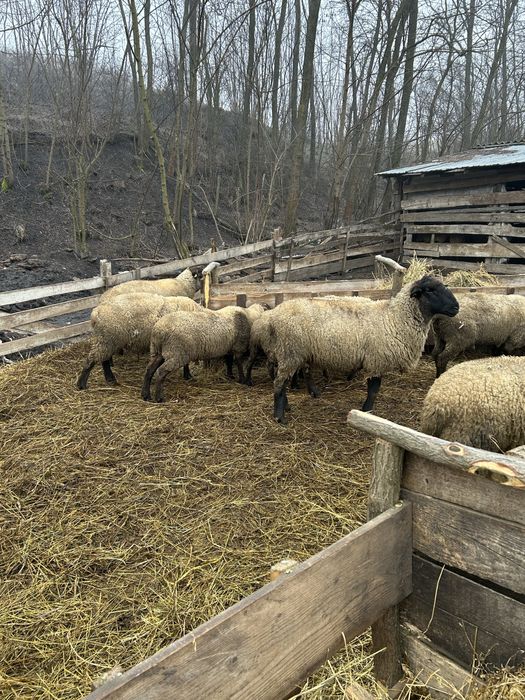 Berbeci de vanzare sau schimb