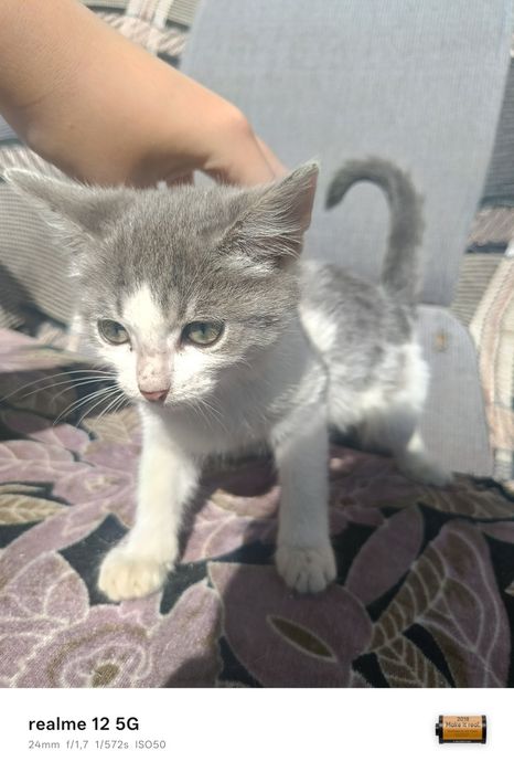 Отдам котят в добрые руки