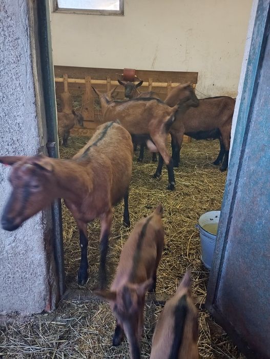 Vând capre alpina franceza