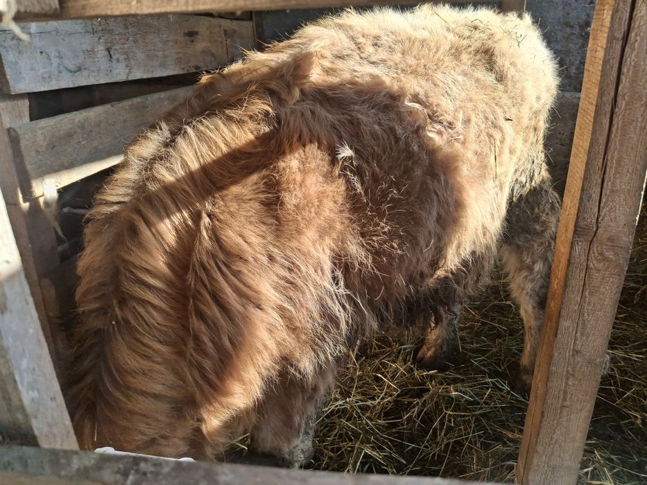 Бычки по 5 месяцев домашние