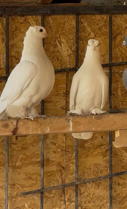 Продается голуби