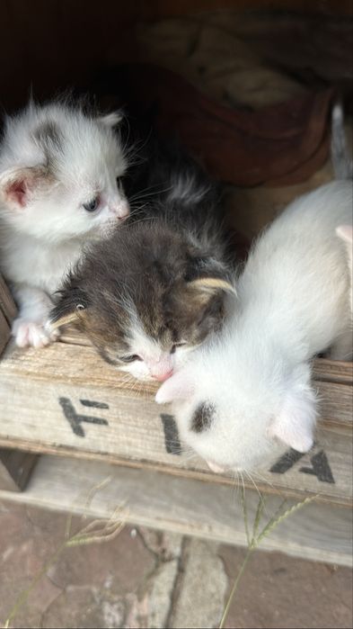 Малки сладки котета