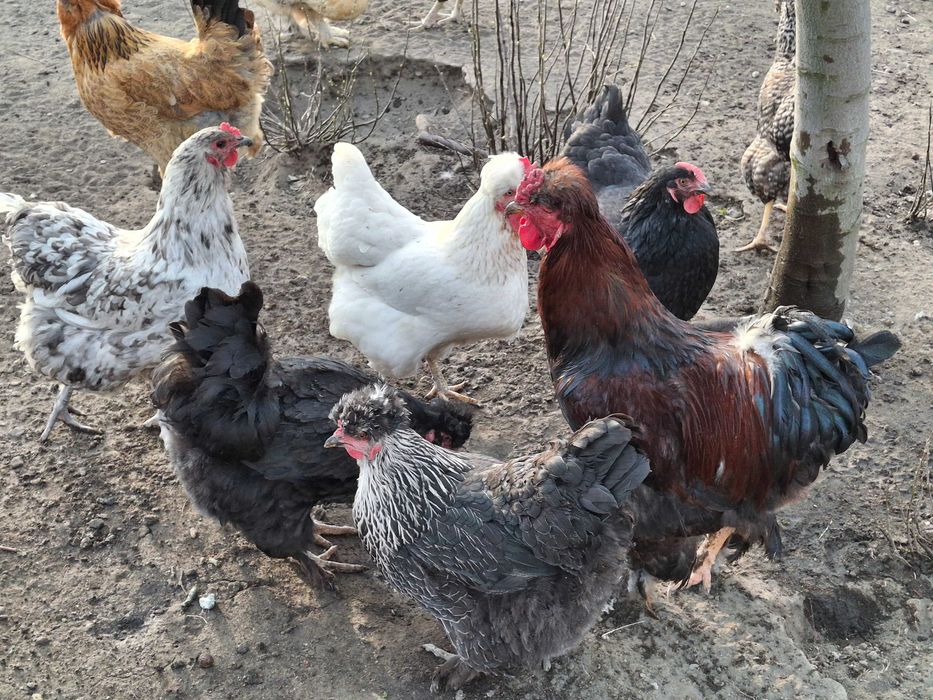 Gaini si cocosi de vanzare