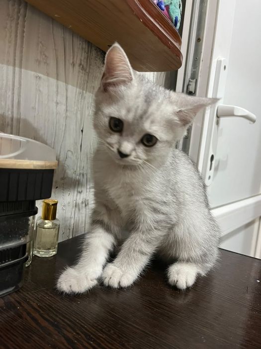 Продам шотландских котят.