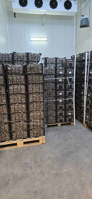 Usturoi origine Egipt de vanzare